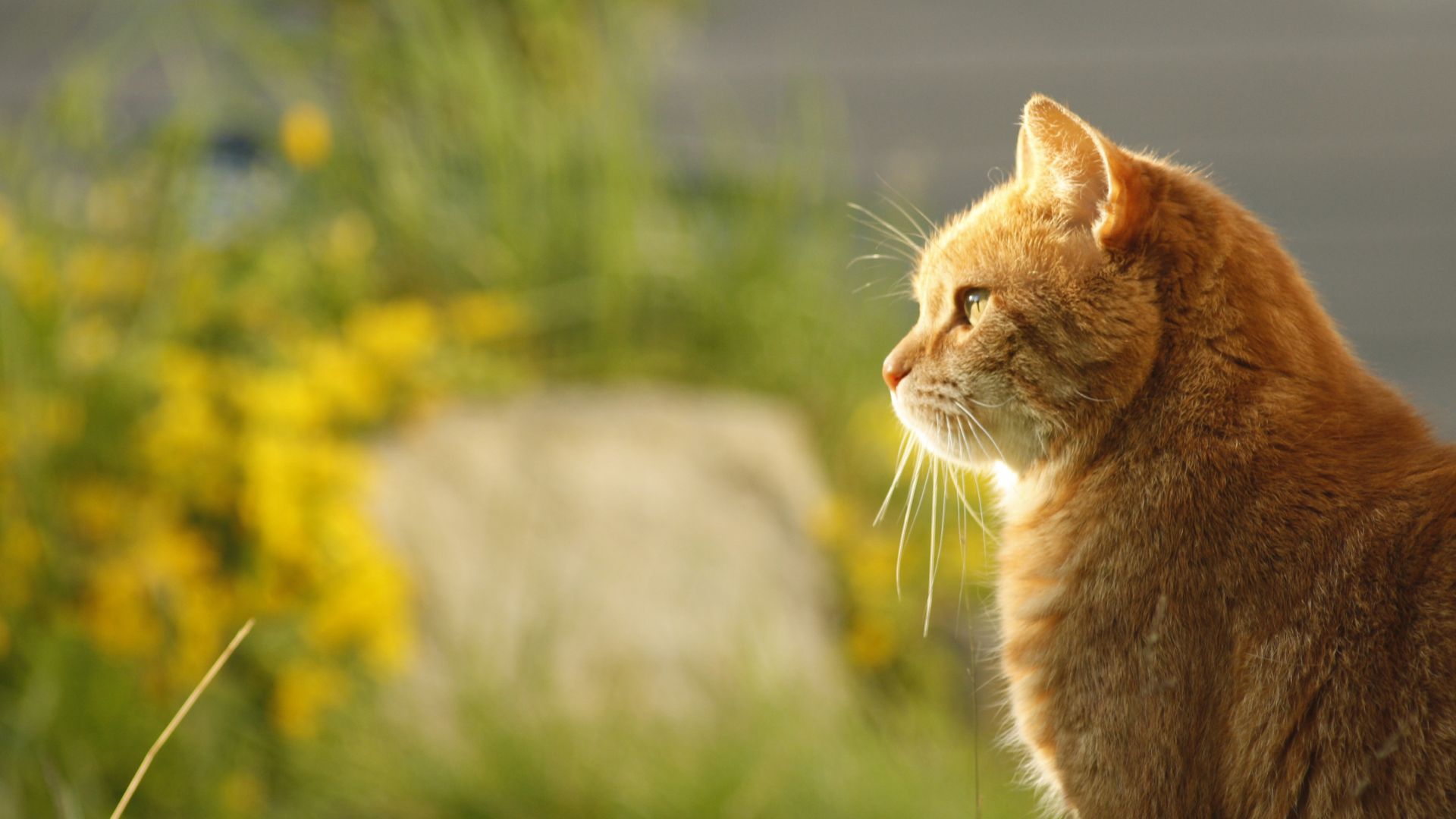 Vet Near Me Athens, GA 30605 Gaines Shoal Animal Clinic