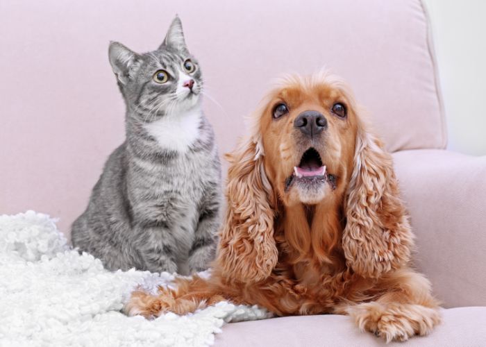 Pet preventive services section