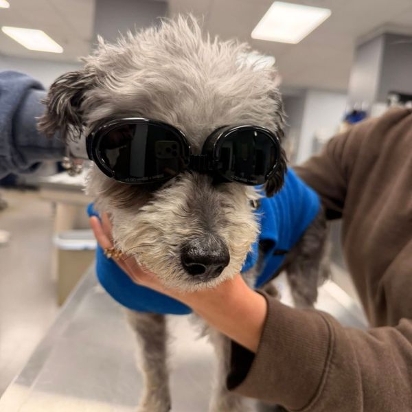 A dog wearing sunglasses sits in a vet office