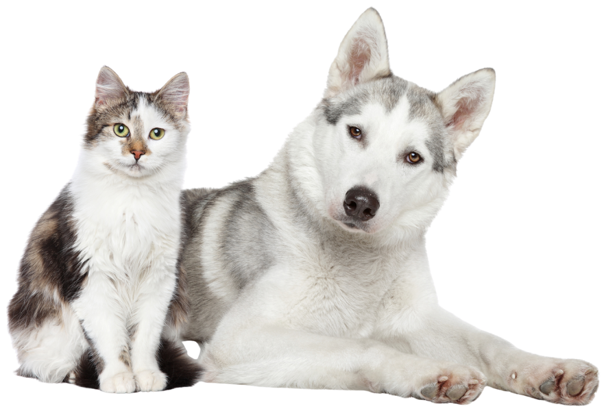 A fluffy cat and a Siberian Husky lie side by side